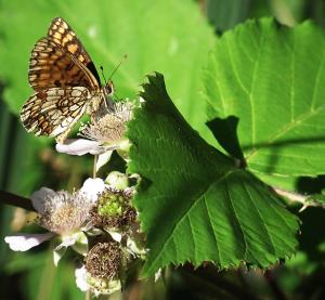 Mon deuxième papillon Mini_68111nes