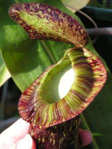 Nepenthes mirabilis var. echinostoma Mini_772728nepenthes_mirabilis_echinostoma3