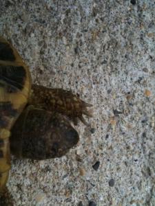 Des infos svp Testudo Hermanni ou Boettgeri ? male ou femell Mini_885131IMG_0470