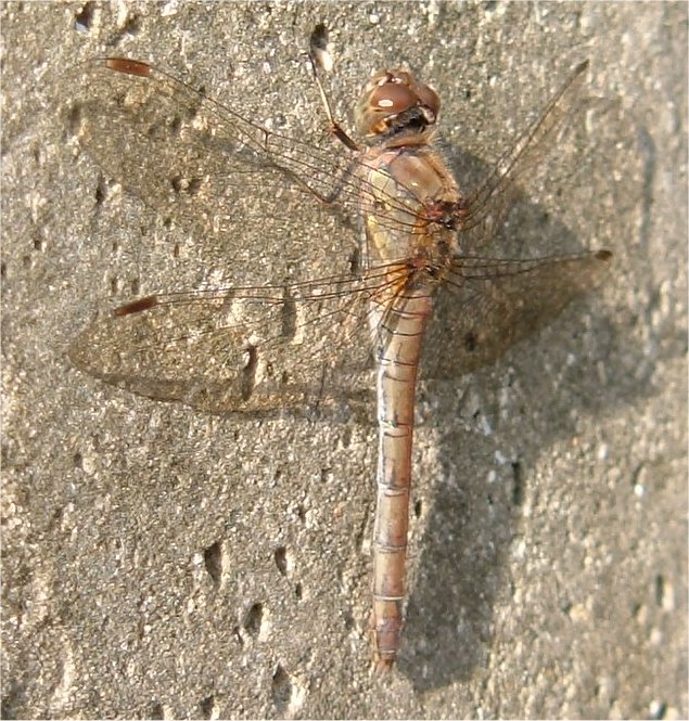 [Sympetrum sanguineum] Sympetrum sanguin 124818Sympetrum_striolatum_fem42_15_10_2007