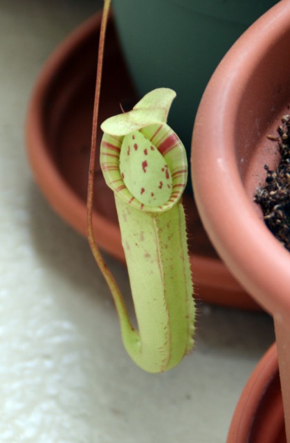 Quel Nepenthes ? 132683Nepenthes_03_10_09__640x480_