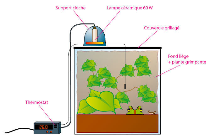 Chauffage lampe céramique - ou pas ? 132917schema_terrarium