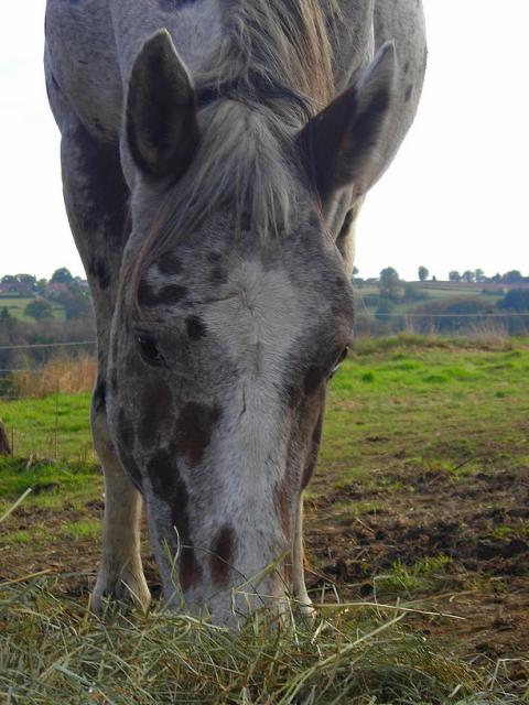 Dpt 63 - Perle - Merens PP pleine 6 ans - 800 euros - Délai: Inconnu. 133630cochise_3