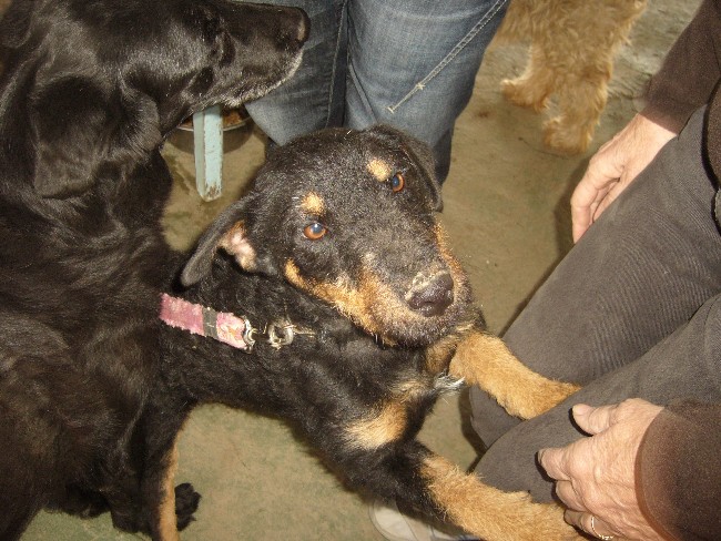 30 - Evans Jagd Terrier de 2 ans cherche famille 149353p1050716