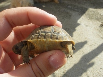 Mes bébés Tortues 175374IMGP2576