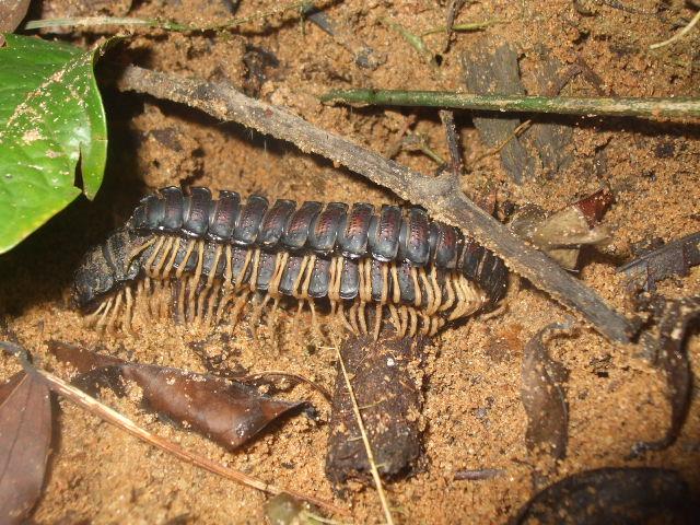 Myriapodes de Cote d'ivoire 193371GetAttachment_1_