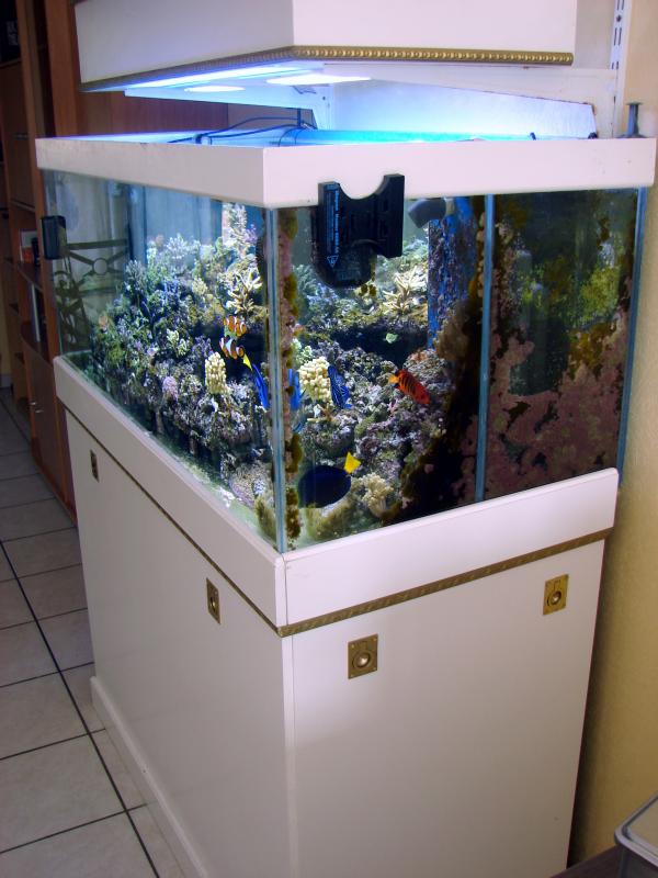 The Djé Reef Tank 410 litres 206617DSC00436