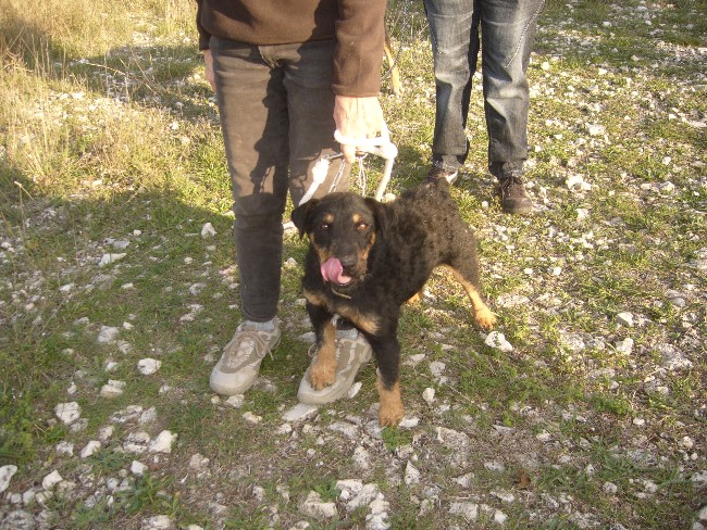 30 - Evans Jagd Terrier de 2 ans cherche famille 225393p1050717