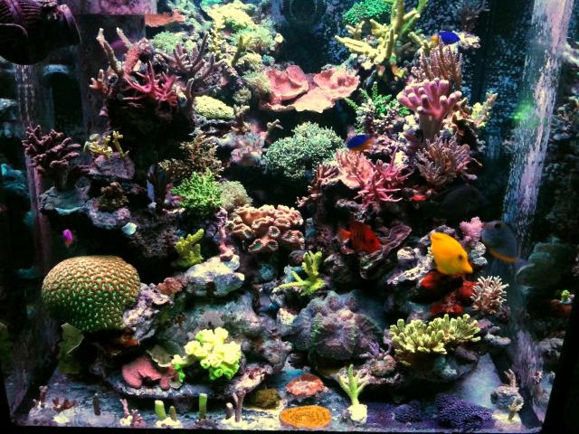 Les plus beau aquariums du forum 225530IMG_0549