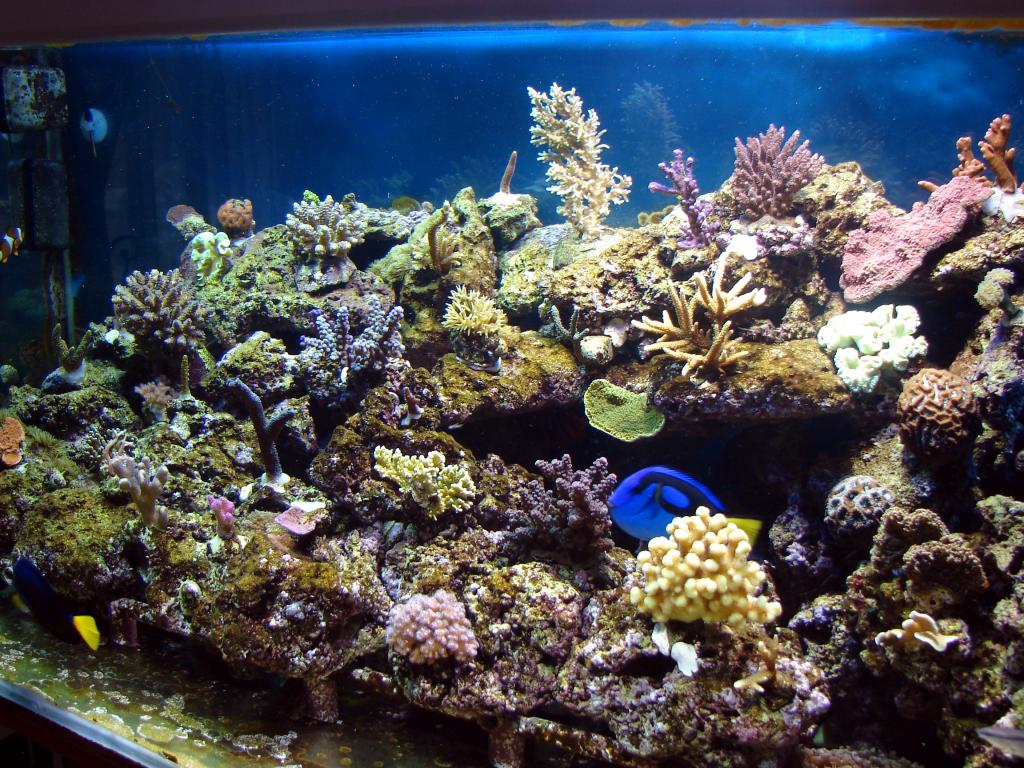 The Djé Reef Tank 410 litres 289450DSC00402