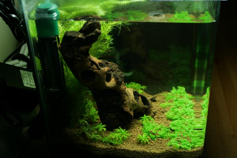 nano 20L aquascaping crevette 293102IMG_4843