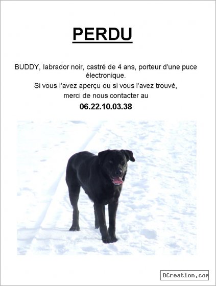 Perdu chien labrador noir de 4 ans (retrouvé) 319212perdu