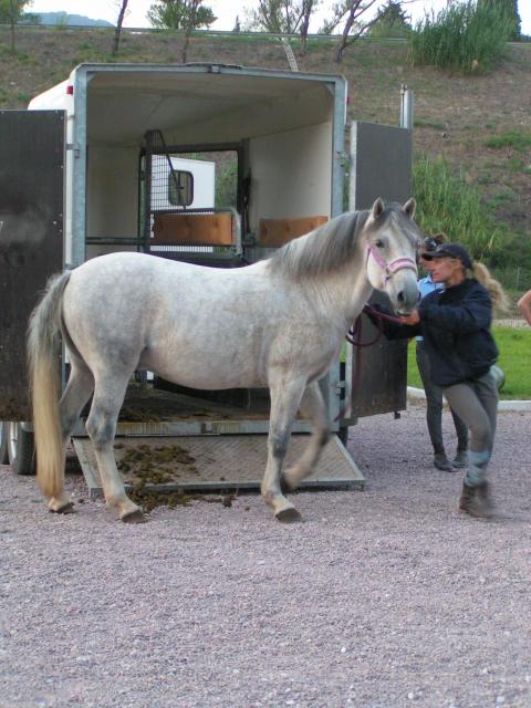 Galégon, le nouveau cheval de Maxine. 327194manege_miroir_089