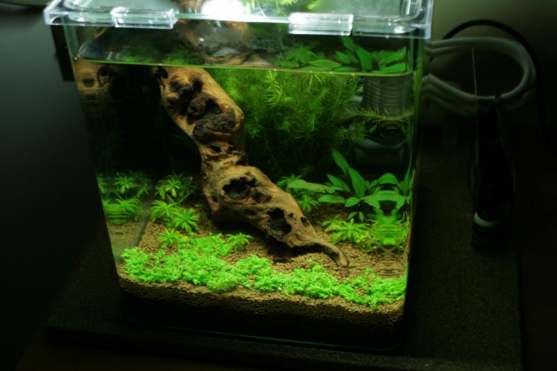 nano 20L aquascaping crevette 376091IMG_4845