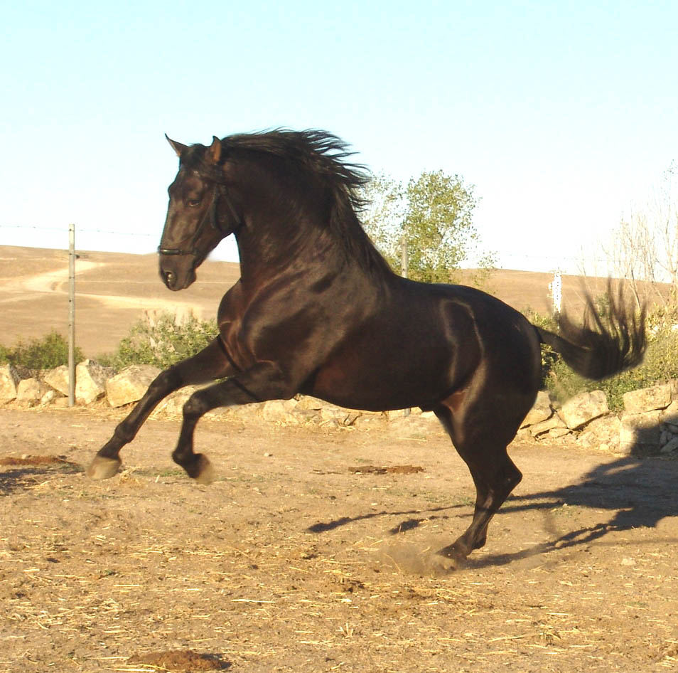 l'enclos d'arrivage des nouveau chevaux 38498cheval_lalock