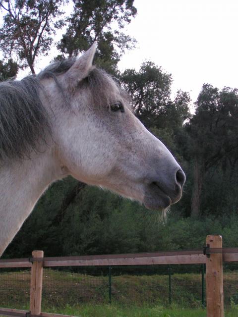 Galégon, le nouveau cheval de Maxine. 400425manege_miroir_108