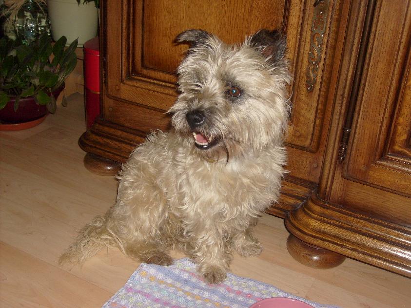 Tipo, croisé cairn terrier de 6 ans 407226Casper_assis_face_de_gauche