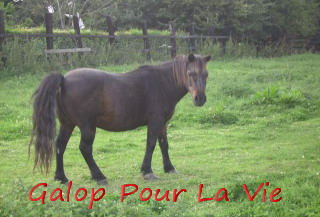 NABAB - ONC Poney type shetland né en 1982 - placé en novembre 2009 - DCD en 2014/2015 ?? 412338nabab10