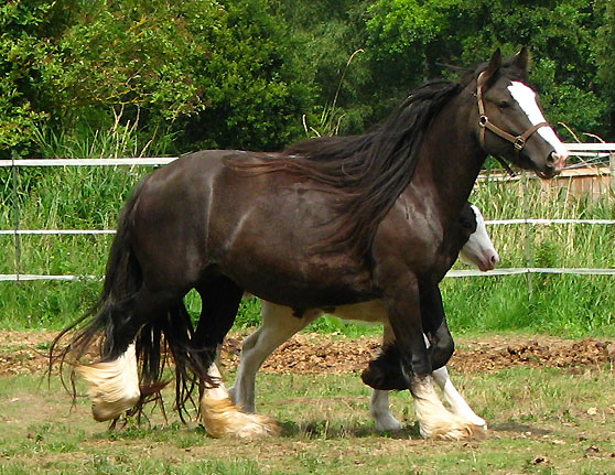 Juments pleines pour 2010 aux Chevaux de Tan 414825IMG_5444