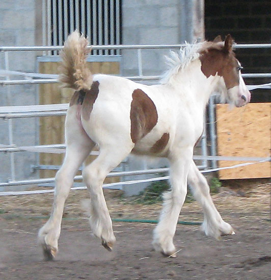 09 - 86 IC... Venaig Tan, la fille de Rosie, 3 ans P6 - Page 2 432403IMG_5685