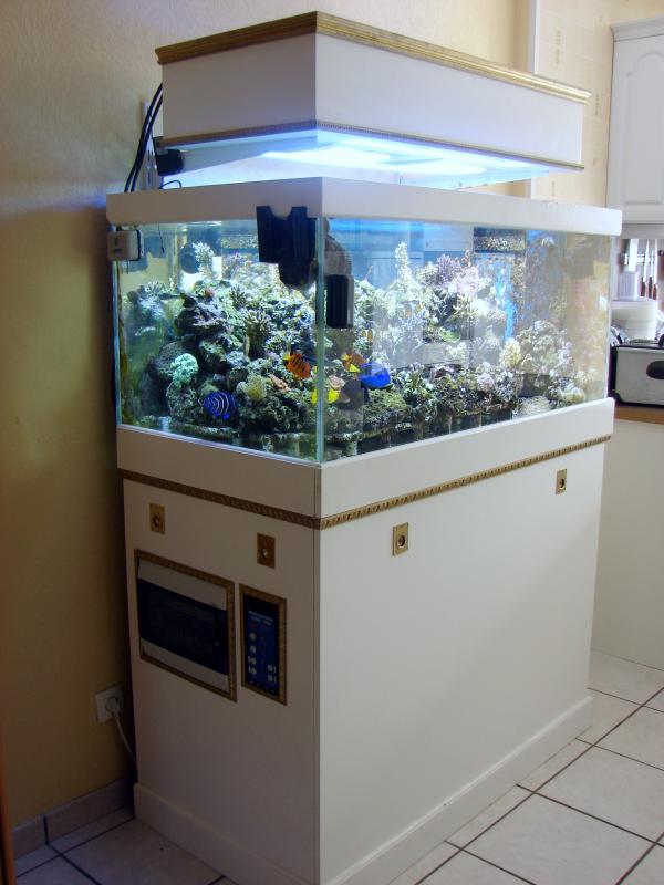 The Djé Reef Tank 410 litres 453615DSC00434