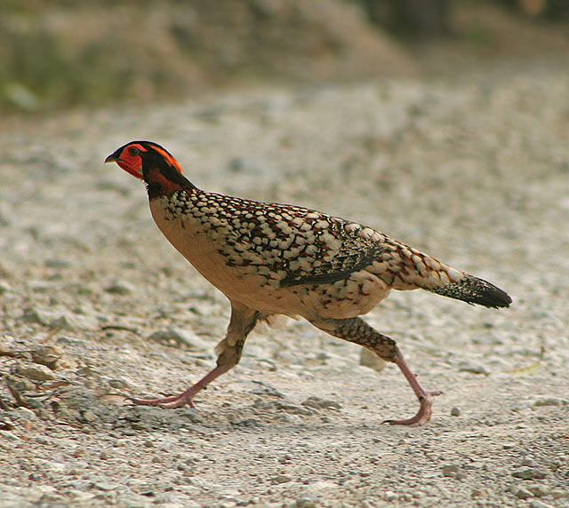 Le tragopan de Cabot 454355cabot5