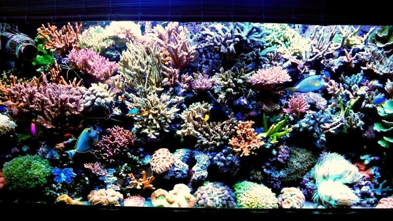 Les plus beau aquariums du forum 459206kh