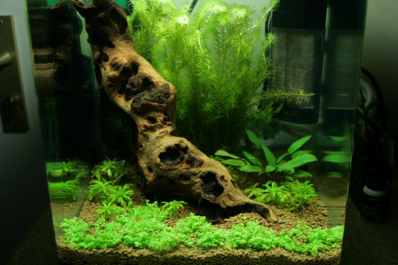 nano 20L aquascaping crevette 467746IMG_4847