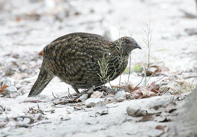 Le tragopan de Cabot 516878cabot3