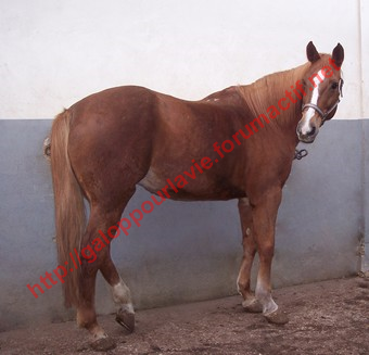 DEESSE GPLV - ONC selle née en 1989 -  adoptée en janvier 2011 par Maurice 535178Sans_titre_4