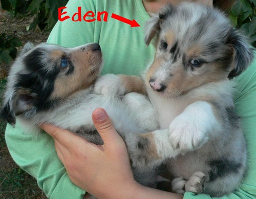 Eden, un bonheur de chaque instant. 573784P1190890