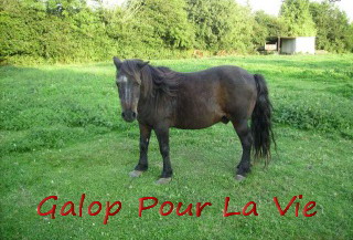 NABAB - ONC Poney type shetland né en 1982 - placé en novembre 2009 - DCD en 2014/2015 ?? 601447poney_10