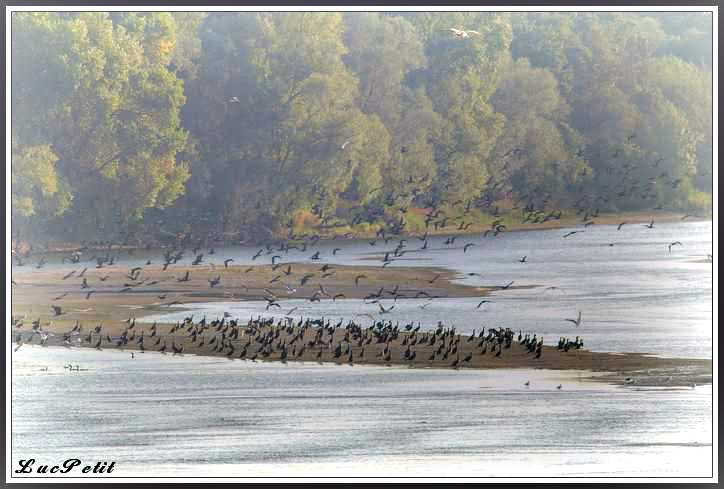 L'album photos de Luc 37 - Page 2 60770les_cormorans_sur_l__ile