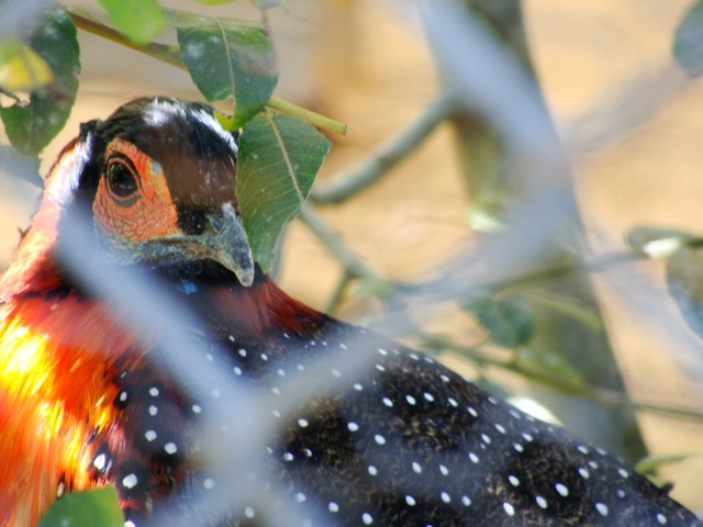 Le tragopan de Hastings 615655DSC02299kufri