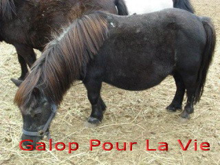 POPEYE poney shetland de +30 ans Non montable - gardé par son propriétaire 625765popeye10