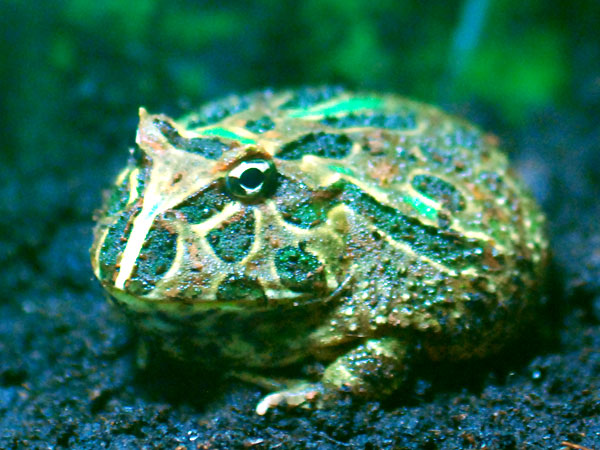 Gloumbi la grenouille pacman 648839DSC_0086