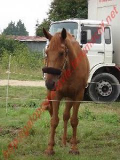 Flamboyant d'Hargi 20ans - gardé par son propriétaire  653743flambo11