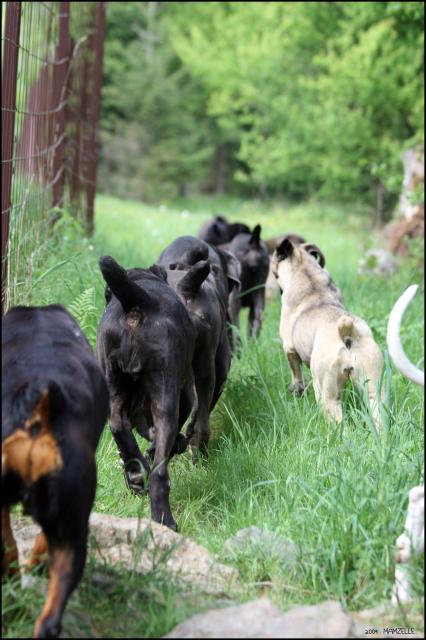 une meute de chiens, promenade en liberté / Vidéo 695894IMG_0259