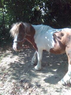 Poney en mauvais tat 722168Photo007