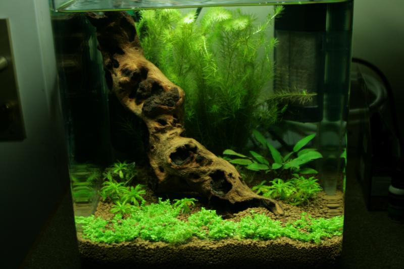 nano 20L aquascaping crevette 723757IMG_4842