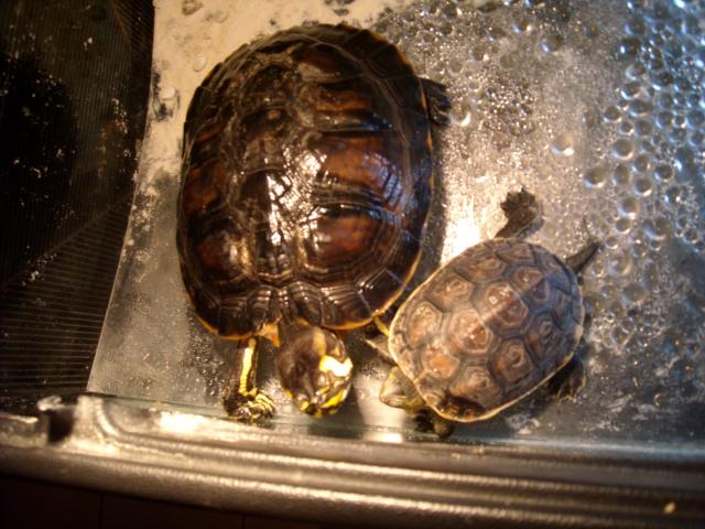 turttle 729463Photo_083