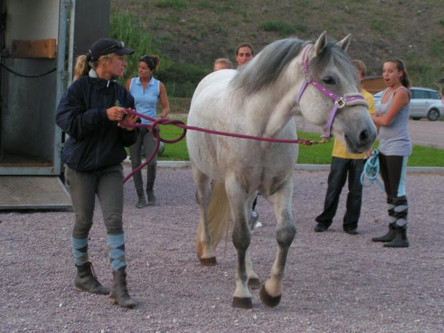 Galégon, le nouveau cheval de Maxine. 74128manege_miroir_090