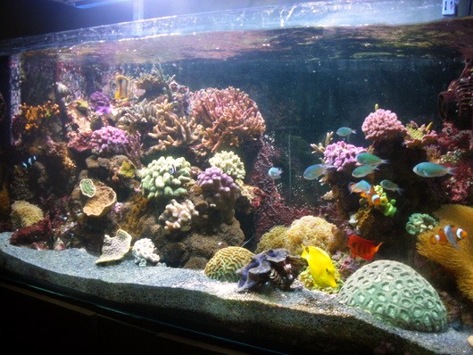 Les plus beau aquariums du forum 799238diapo62c30d2810032e9ff0a3a14e0ff5a135