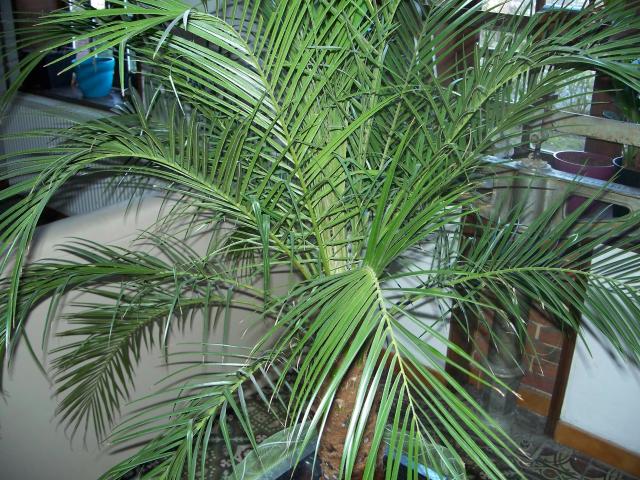 mes palmiers 817477100_1938
