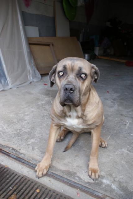 WITNESS femelle cane corso froment - 2 ans - FA CM (59) 825788Witney.2