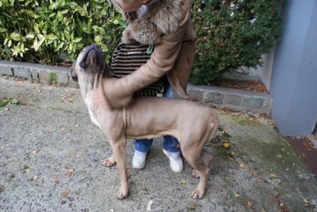 WITNESS femelle cane corso froment - 2 ans - FA CM (59) 842732witney.3