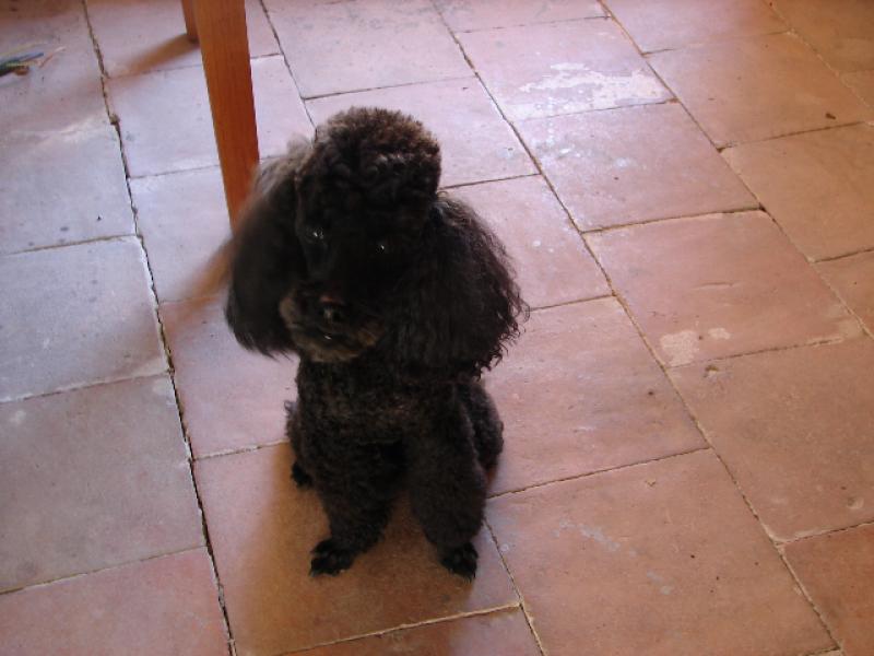 Caniche toy noir male spa de lzignan - URGENT 850970DSC01089