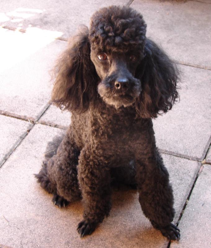 Caniche toy noir male spa de lzignan - URGENT 86767DSC01095