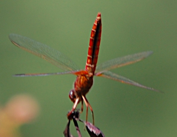 [Sympetrum sanguineum] Sympetrum sanguin 8850Crocothemis_erythraea13_06_08_2008