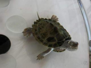 besoin d'aide pour identification tortue d'eau!!! urgent 8977172323745360